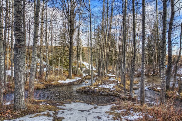 Ruscello nella foresta primaverile tra la neve sciolta