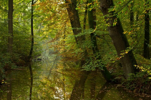 Ruhiger Fluss im Herbstwald