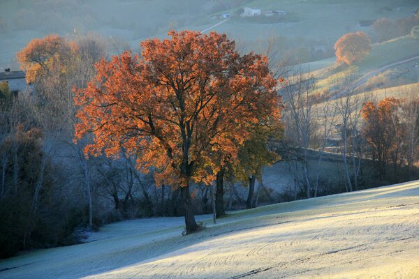 Autumn tree with bright leaves on the background of a winter landscape