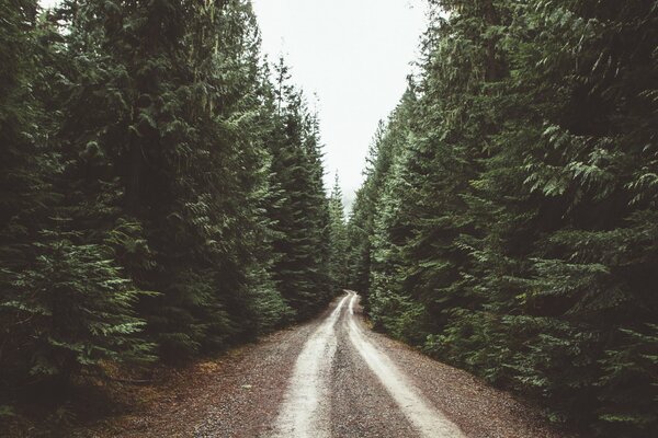 White road in the malachite forest