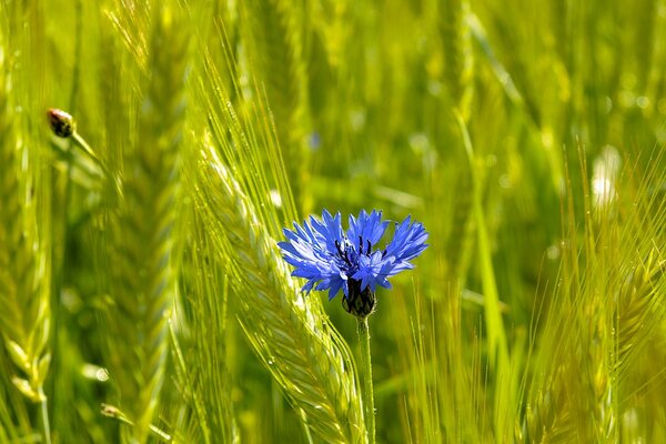 Fiore di campo con spighe