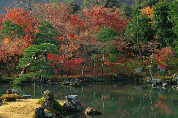 Colori vivaci della foresta autunnale