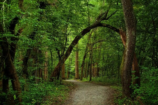 Sendero en el bosque verde