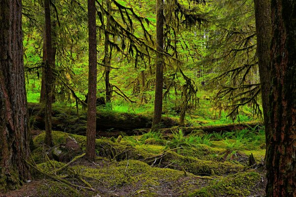 Matorrales de musgo en los árboles en el bosque