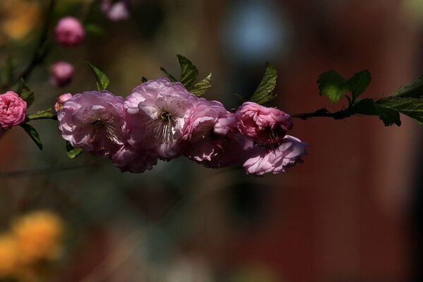 Fotografía macro de una rama en flor