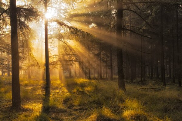 Die Strahlen der Herbstsonne erhellen den Kiefernwald