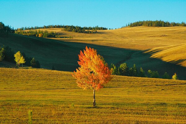 Ein einsamer Baum mit orangefarbenem Laub im Feld