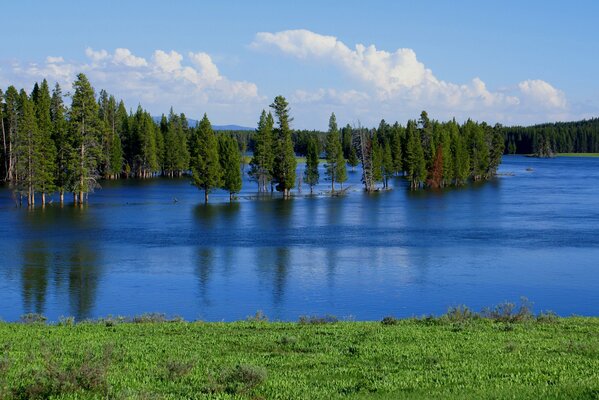 Trees in the water of a forest lake