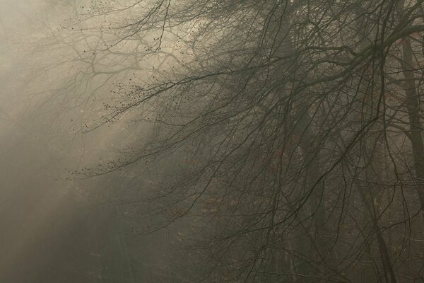 Ramas de árboles en tiempo de niebla