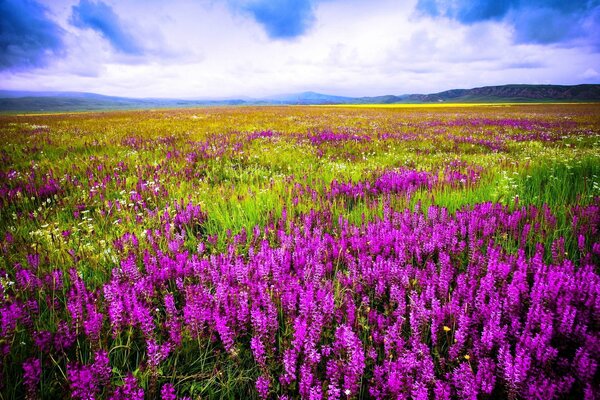 Wiesenblumen auf Himmelshintergrund