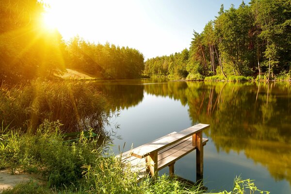 Alba sul fiume nella foresta estiva