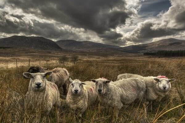 A flock of sheep in a field near the mountains