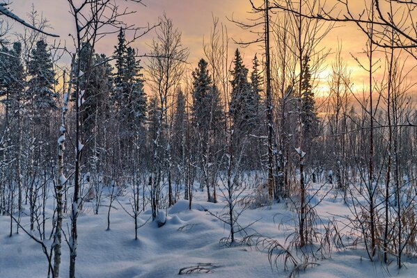 The nature of the winter forest is beautiful