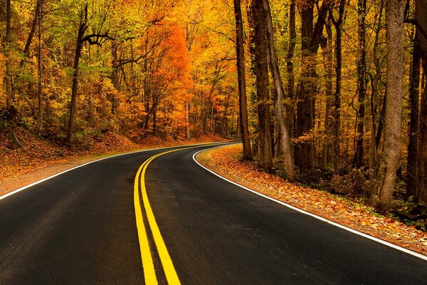 Automne coloré . Marcher au bord de la route