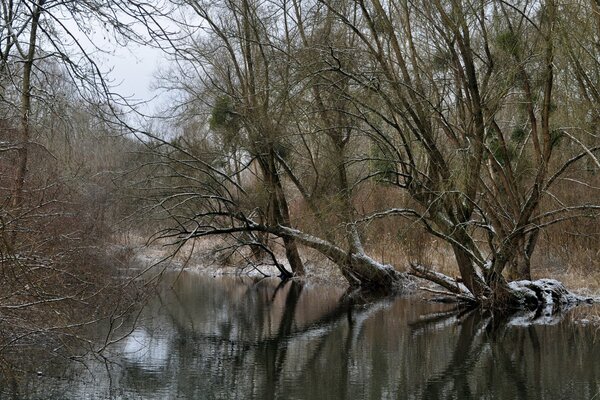 Rivière dans la forêt d hiver