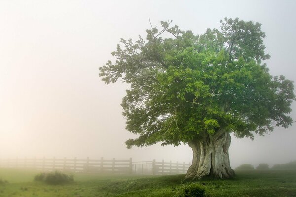 Roble solitario en niebla espesa