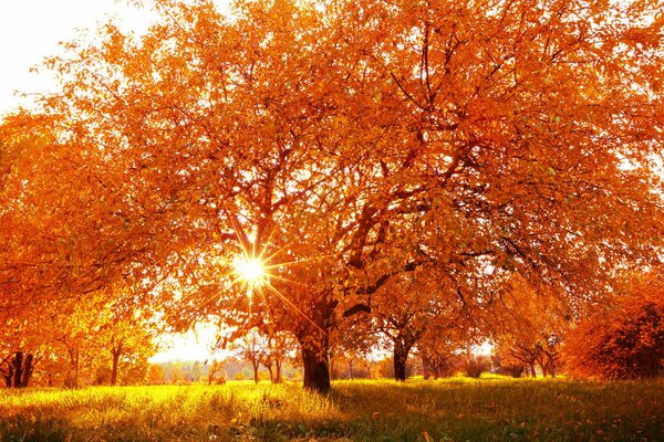 Autumn tree with yellow foliage