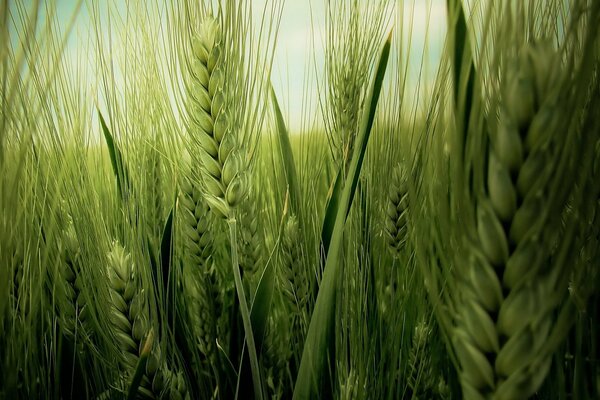 Foto ravvicinata di spighe di grano