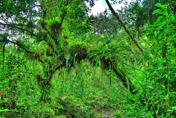 Hermosos matorrales de bosque verde