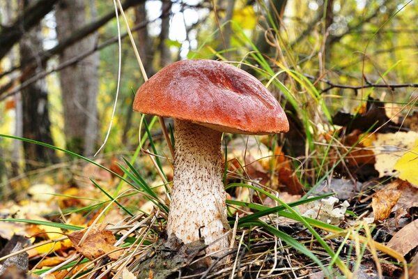 Im Wald ein großer roter Steinpilz