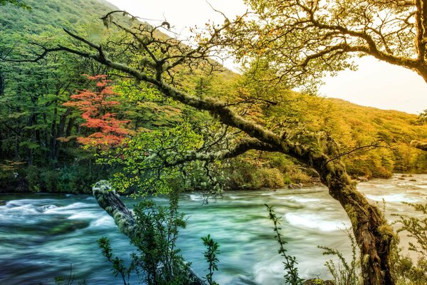 Schöne Natur. Ein Gebirgsfluss. Ein Baum mit Moos