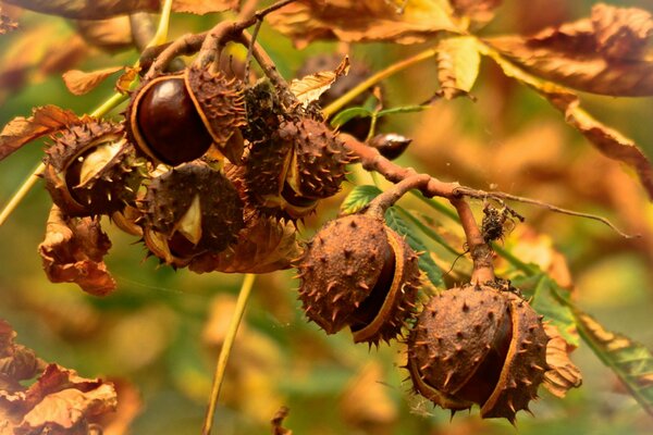 Fotografía macro de castañas de otoño maduras en una rama
