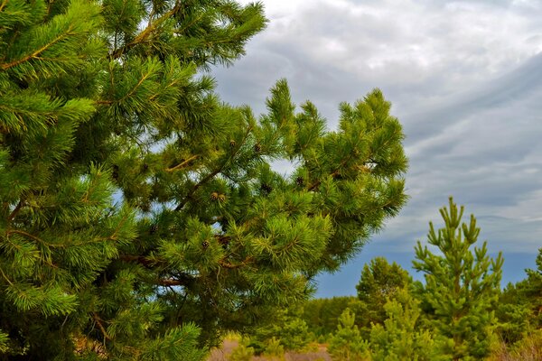 Pineta su uno sfondo di nuvole