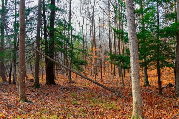 Herbstwald mit einem Teppich aus gefallenem, buntem Laub