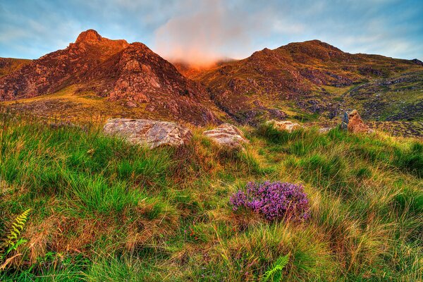 Fiori sul fianco di una montagna sotto il sole al tramonto