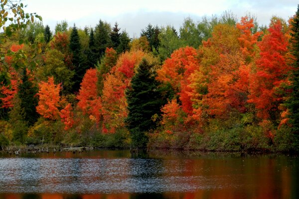 Herbstwald um einen ruhigen See