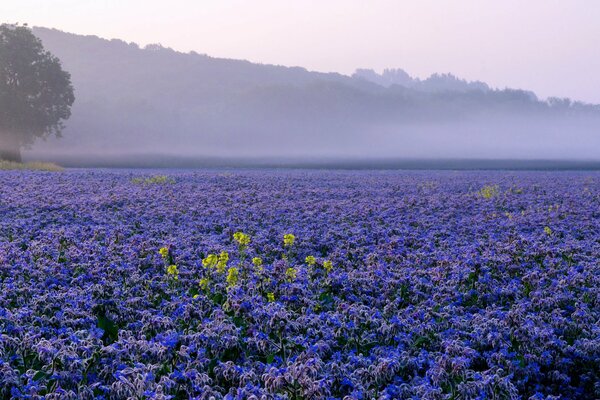 Lilac mist over a flower plantation