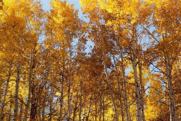 Tienda de otoño hecha de árboles