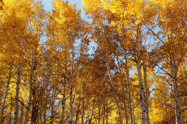 Tente d automne des arbres