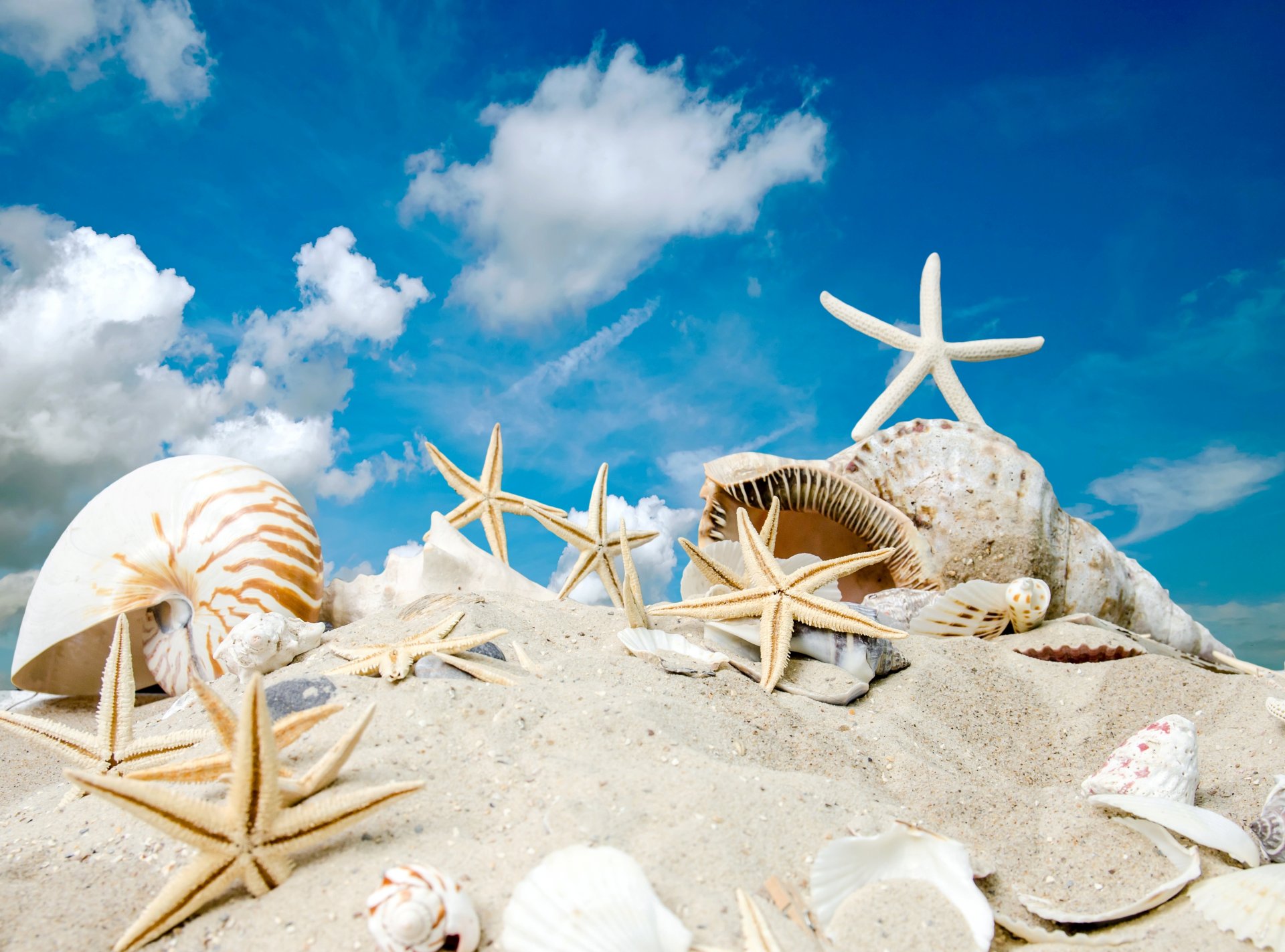 eashells starfish beach sea sun summer sand sky star