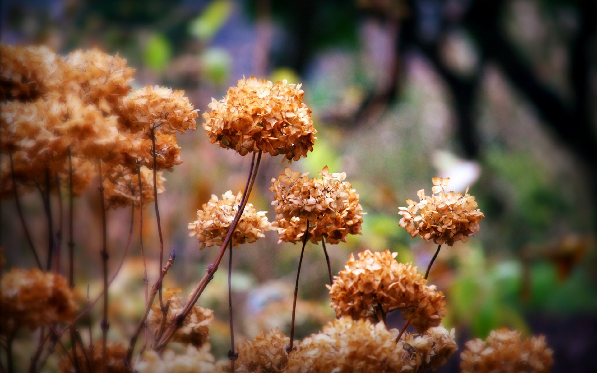 herbe plantes fleurs sec automne inflorescences