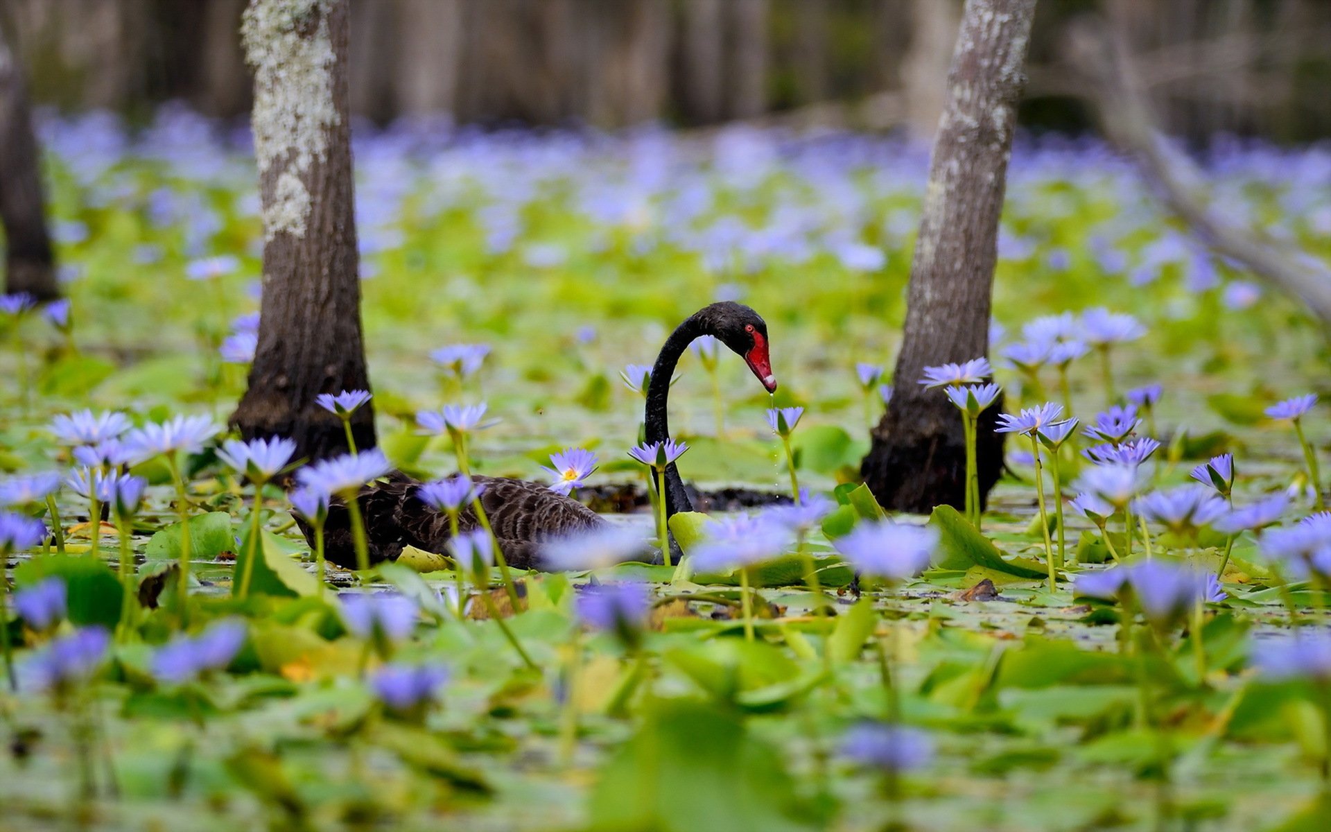 łabędź natura tło