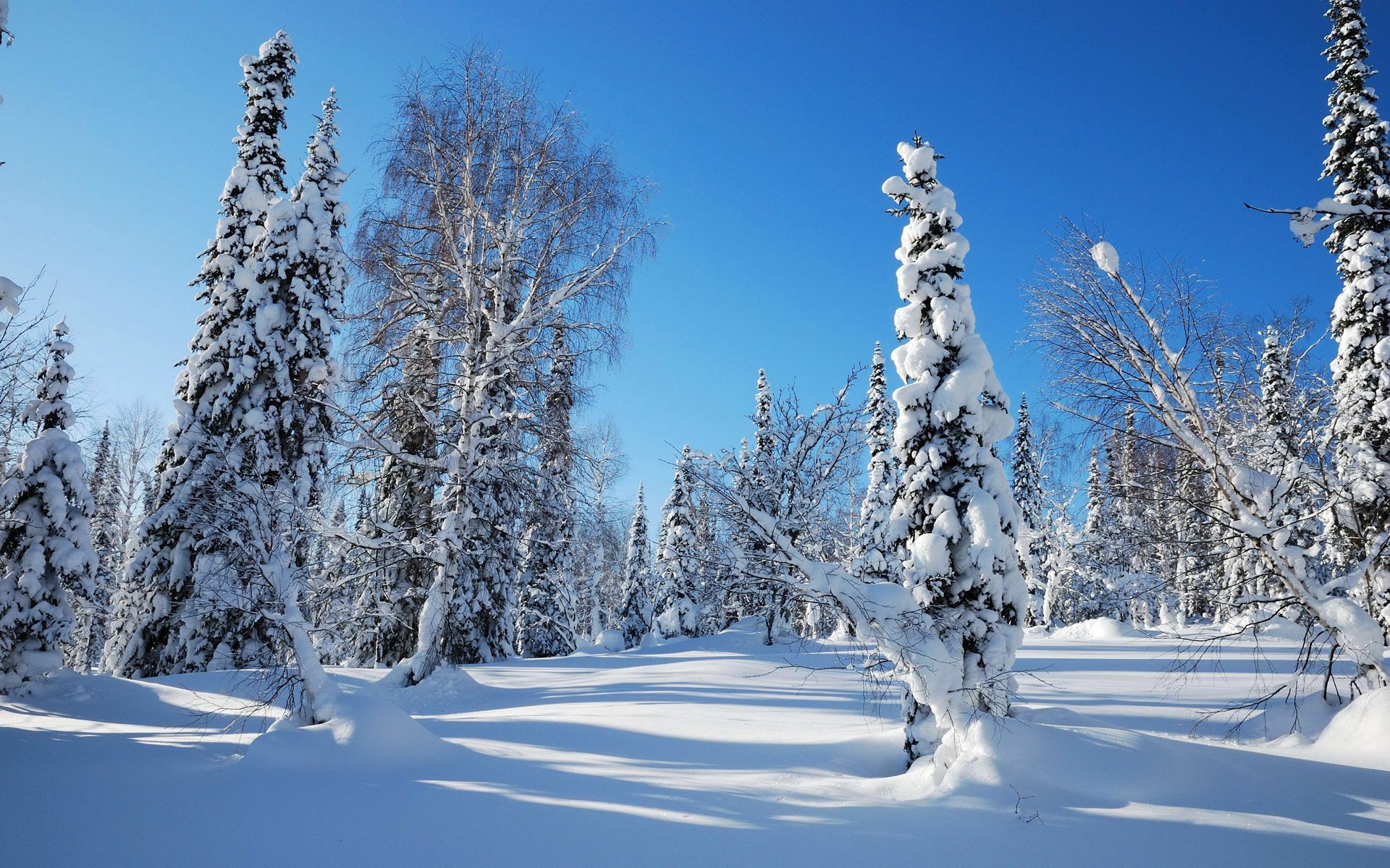 ky morning forest spruce winter snow frost trees christmas tree snowdrift