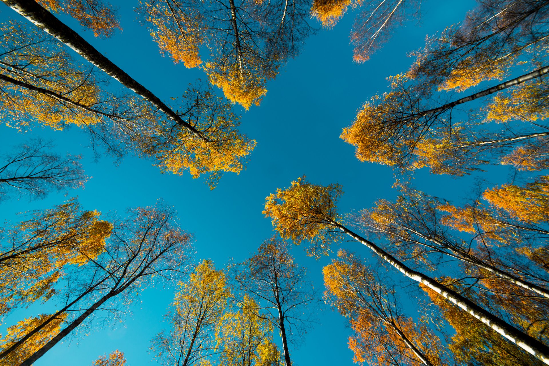 nature automne arbres ciel