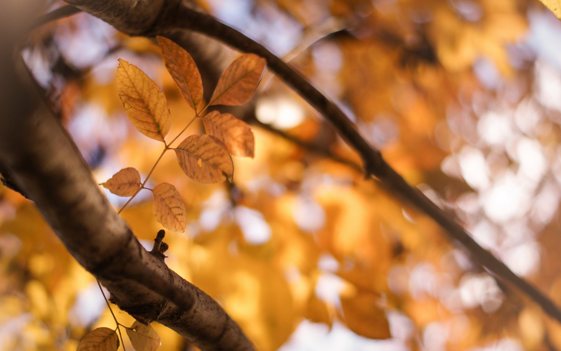 blätter zweige herbst natur