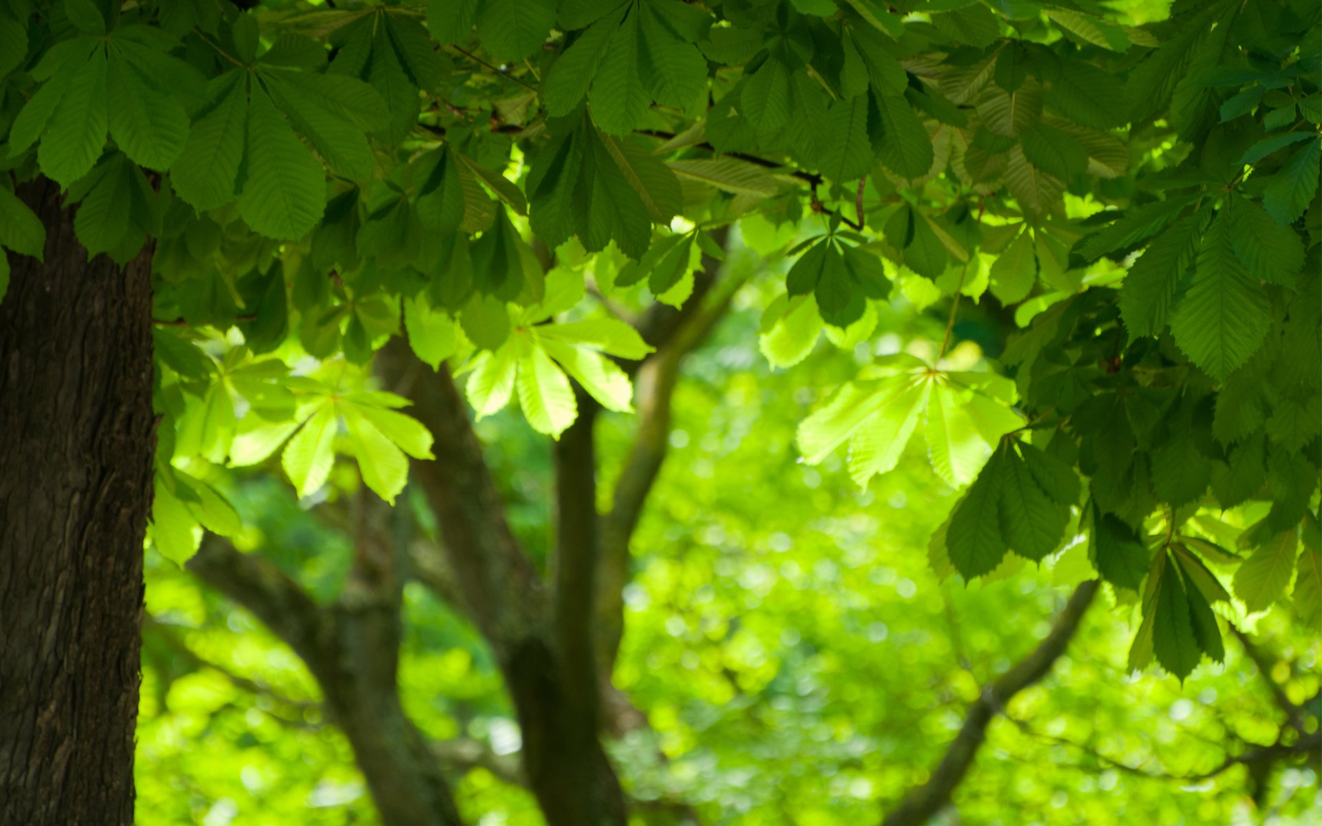 arbres verdure feuilles