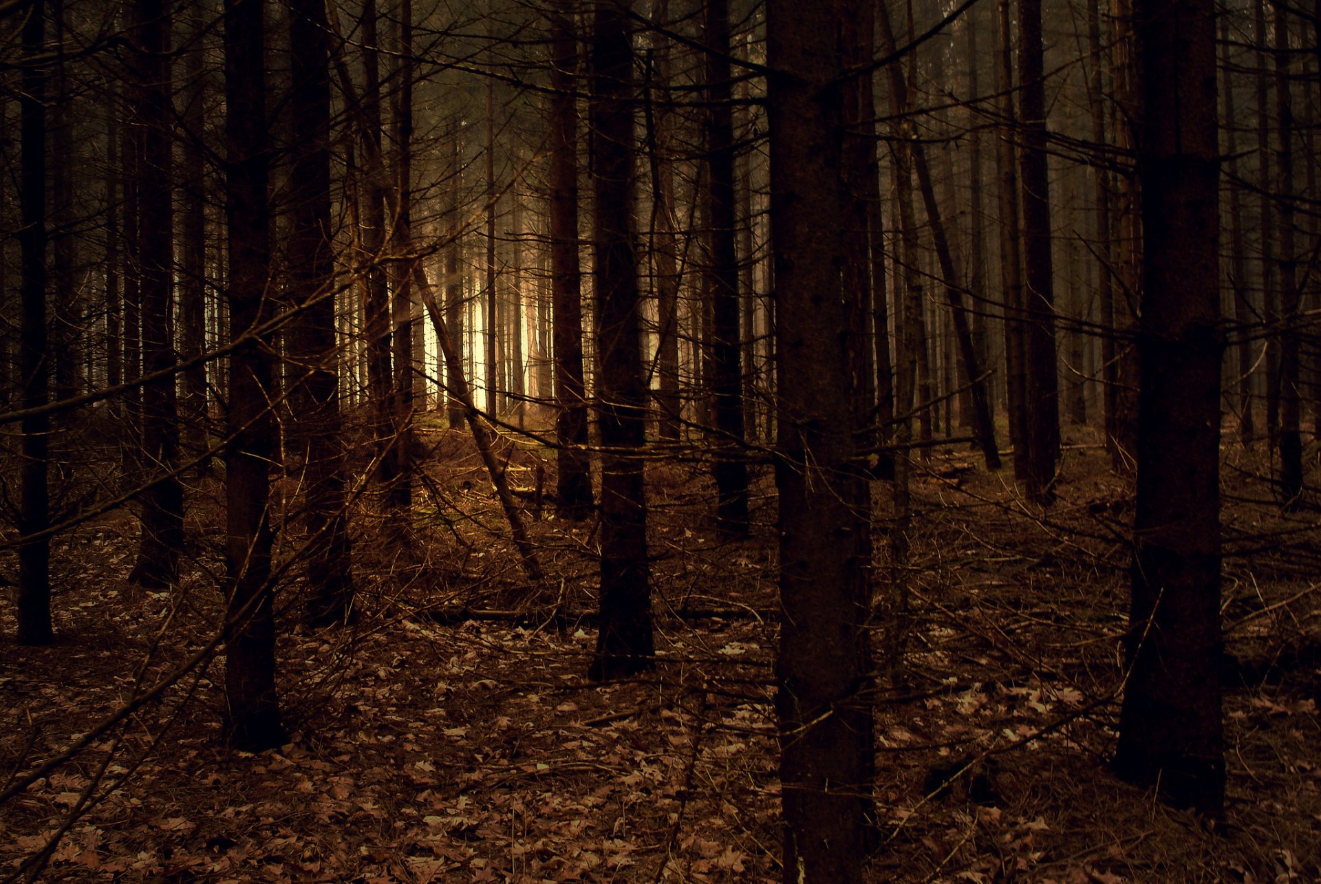 natura foresta oscurità luce rami