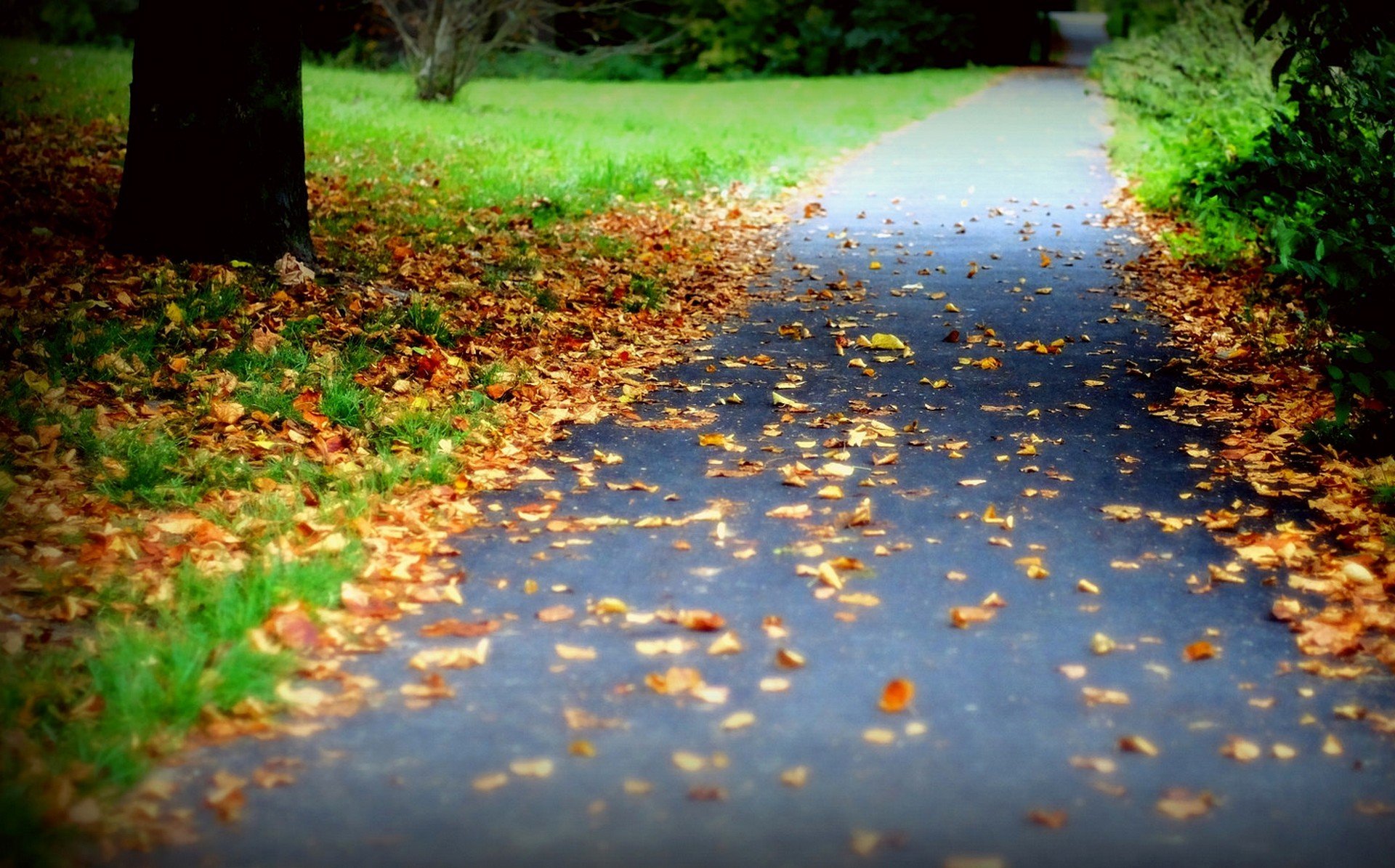 natura las park drzewa liście kolorowe droga jesień upadek kolory spacer