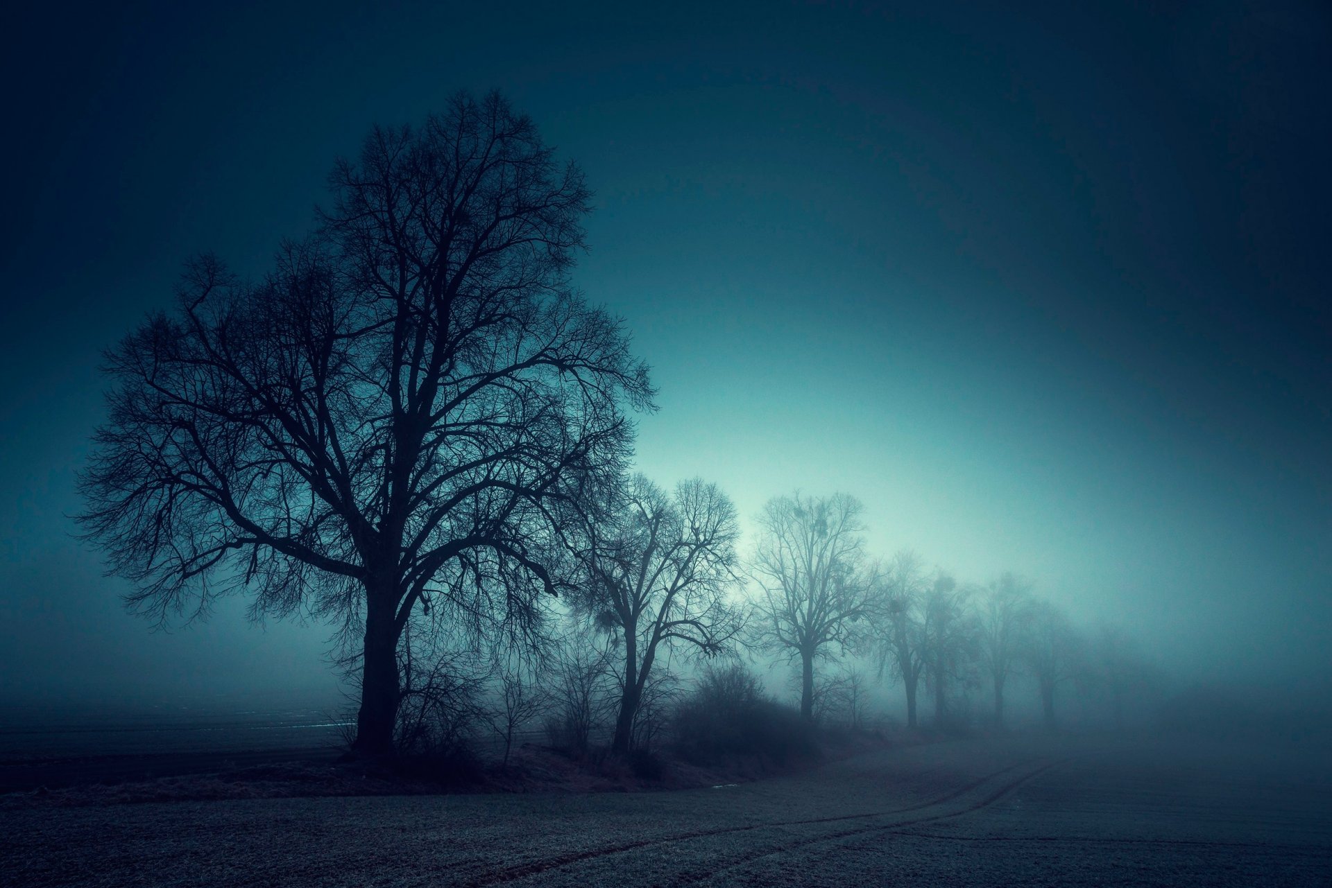 nebbia alberi campo