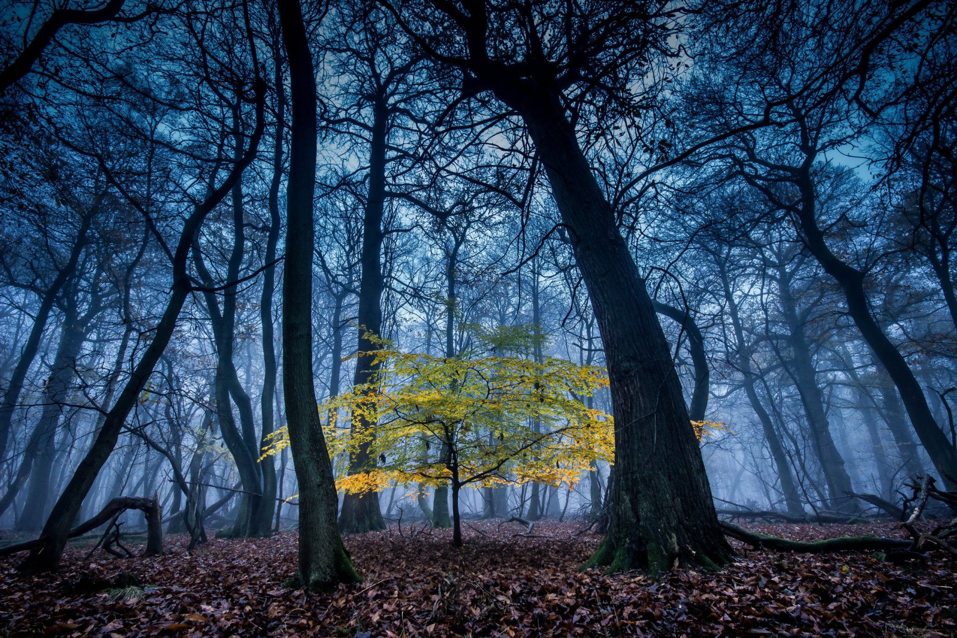 bosque árboles naturaleza