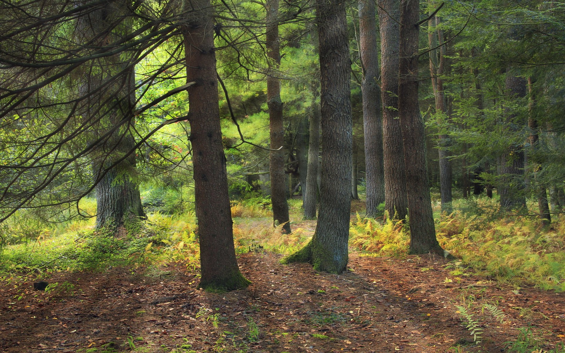 foresta natura paesaggio