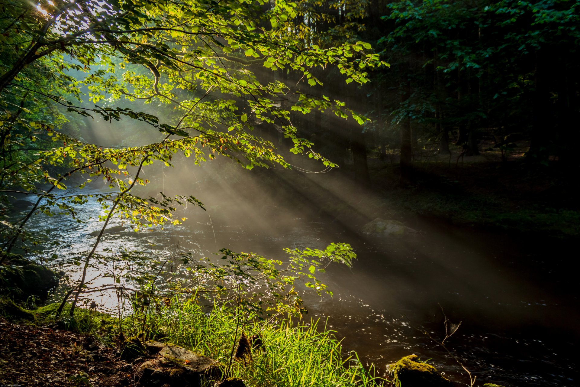 forest river fog rays tree nature