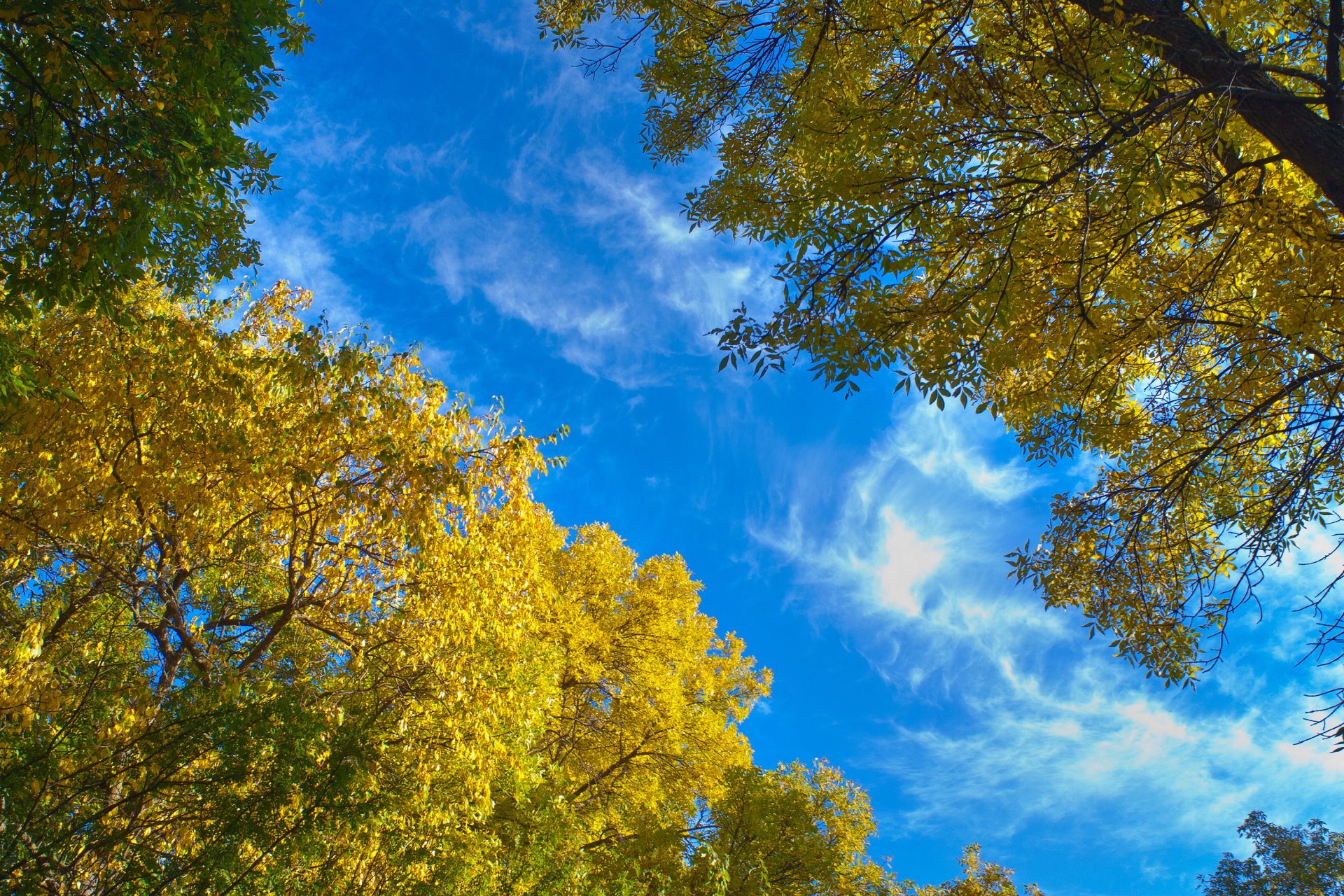 natura cielo blu alberi foglie autunno