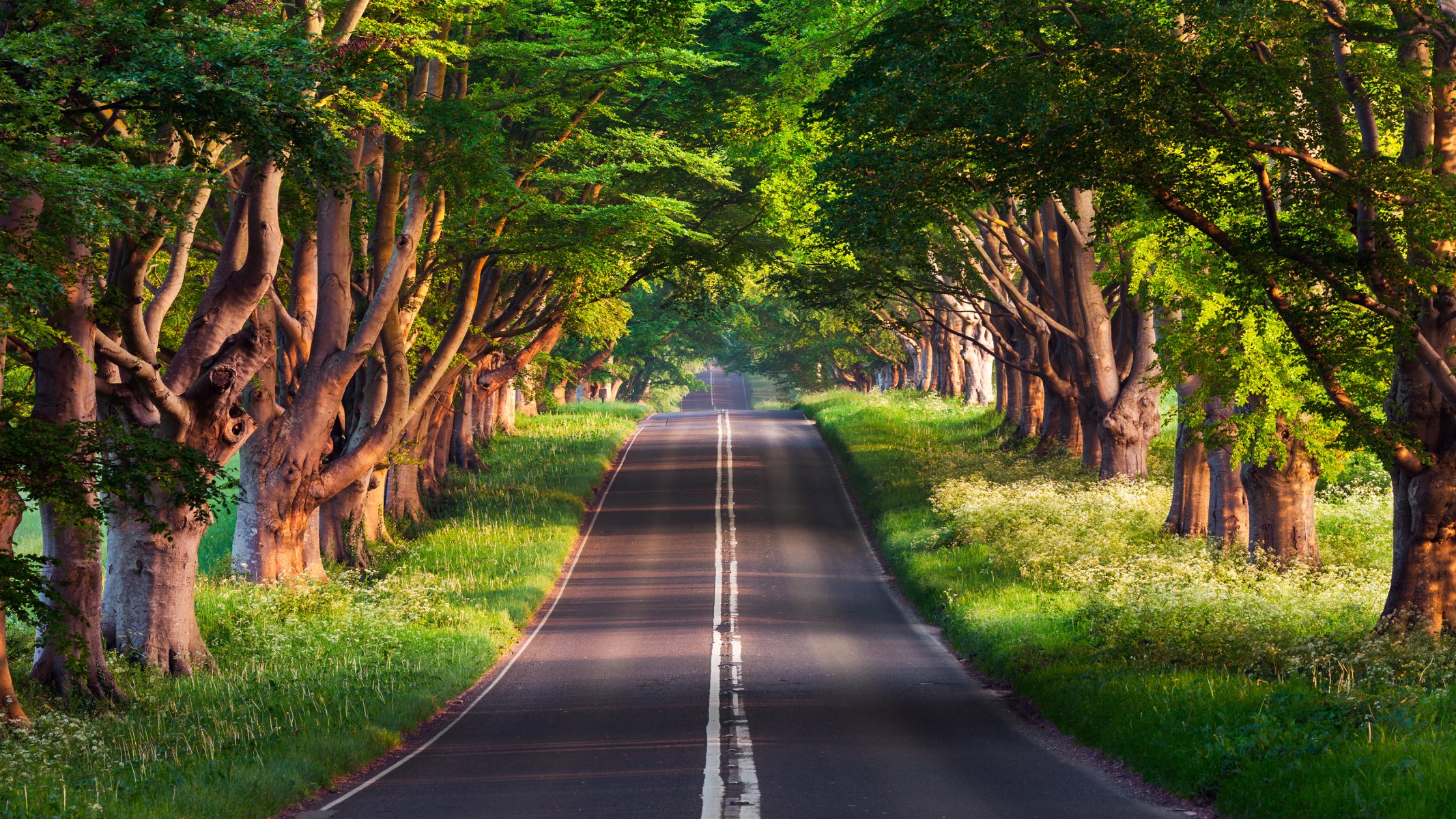 road tree summer nature sven müller