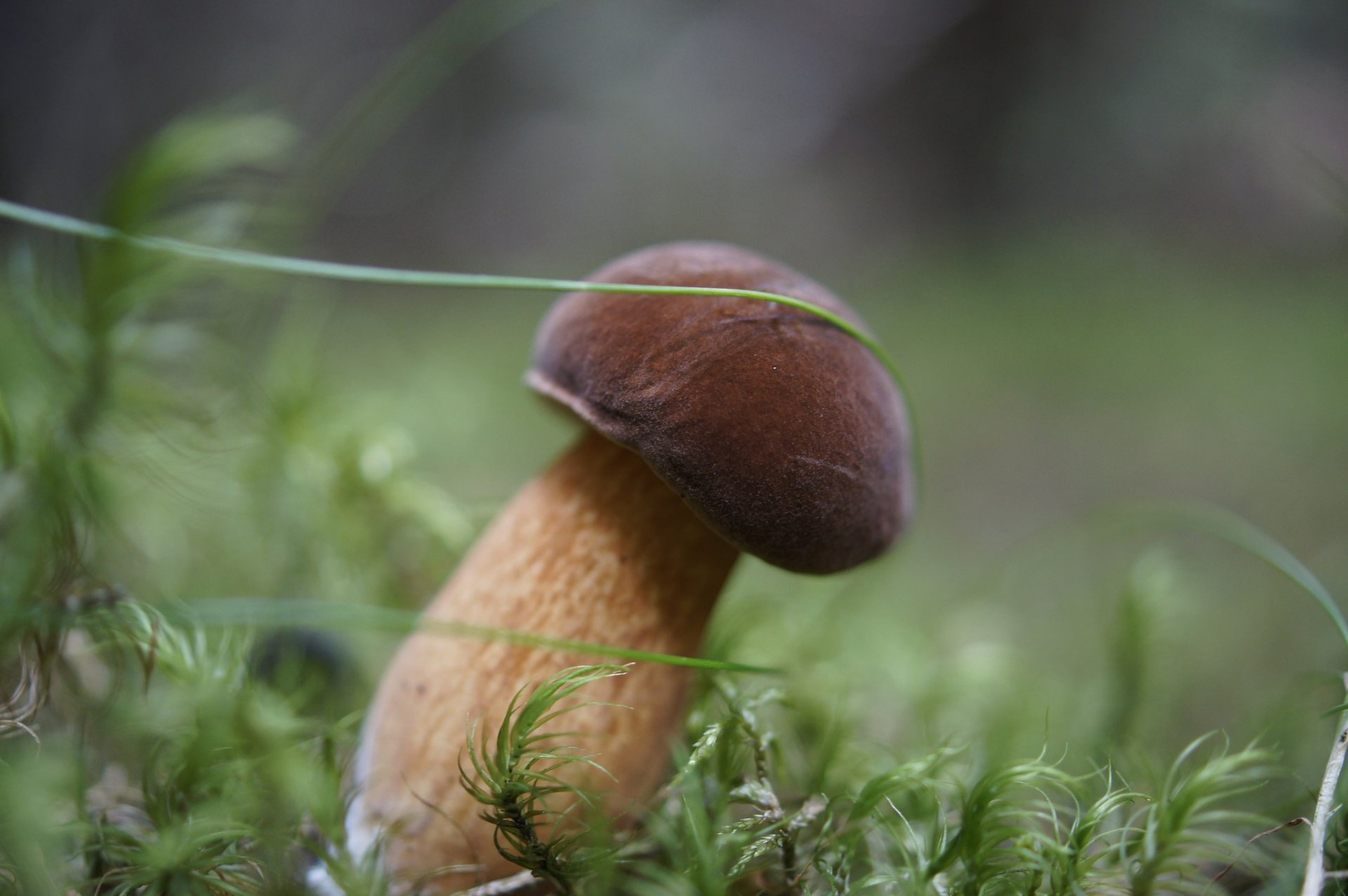 champignon blanc forêt mousse automne