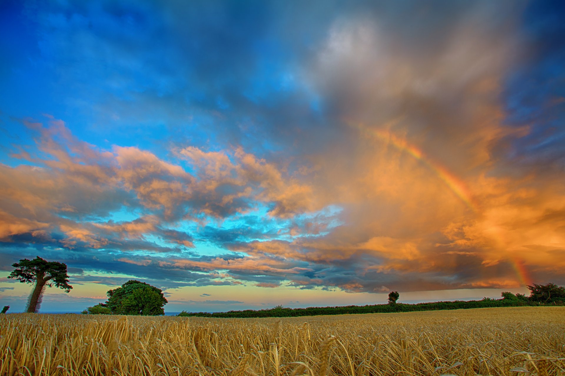 champ arbres nuages arc-en-ciel